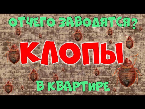 ОТЧЕГО ЗАВОДЯТСЯ КЛОПЫ В КВАРТИРЕ. Как вывести клопов? Дезинфекция?