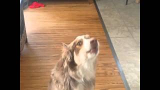  BLUE Wilderness Howl Off 