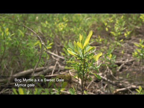 Bog Myrtle As A Natural Insect Repellent | Bushcraft Quick Tips