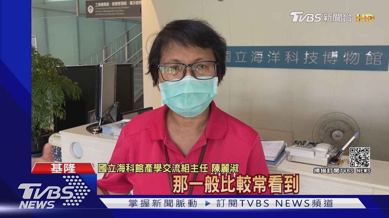 「熱帶鬚鯨」首度現蹤基隆!八斗子釣客嗨翻 超稀有畫面曝光