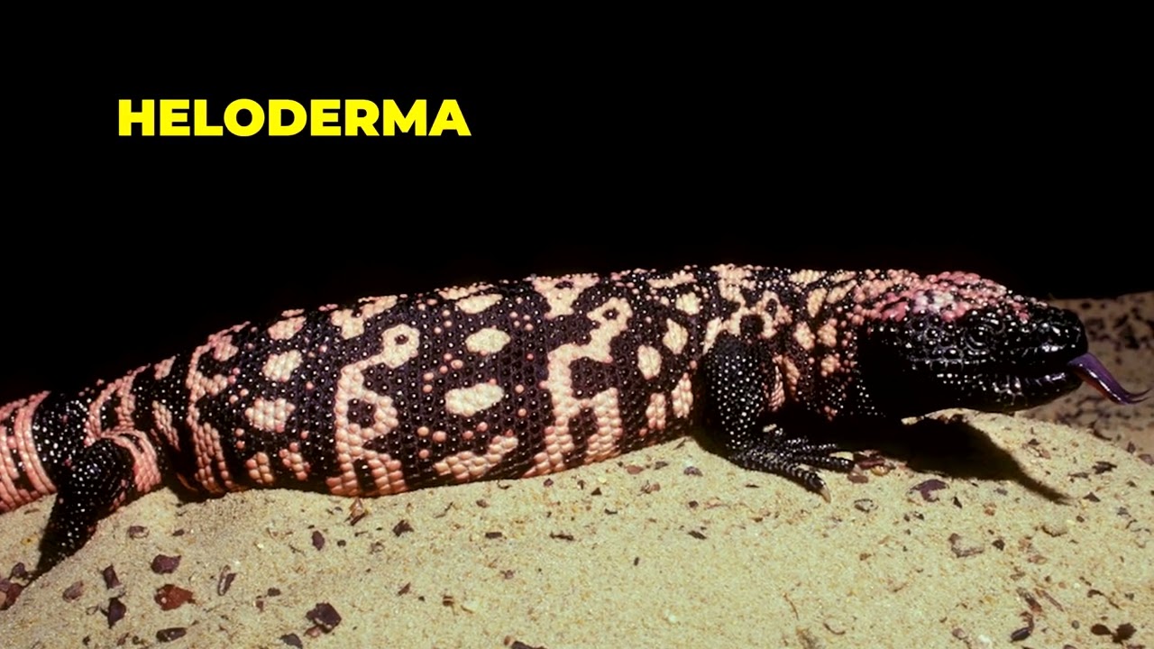 Asian Water Monitor The Giant Lizard That Lives in Cities Second Largest Lizard in the World