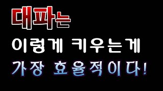 [텃밭농부.1,003]  대파는 이렇게 키우는것이 효율적이다.