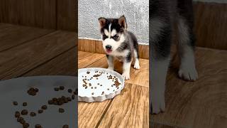 O palhaço queria acabar com o doguinho 😢 #funny #shorts