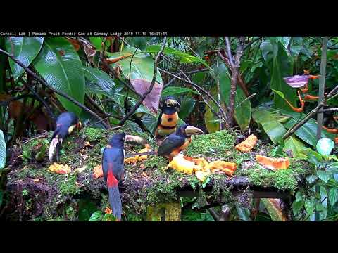 Papaya Brings In Many Collared Aracaris To The Panama Fruit Feeder