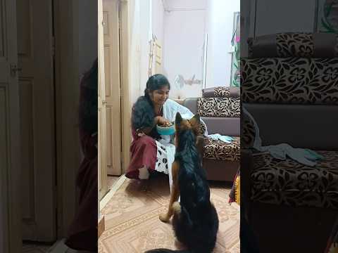 my lovely ♥️dog🐕‍🦺#youtubeshorts #viralvideo #doglovers