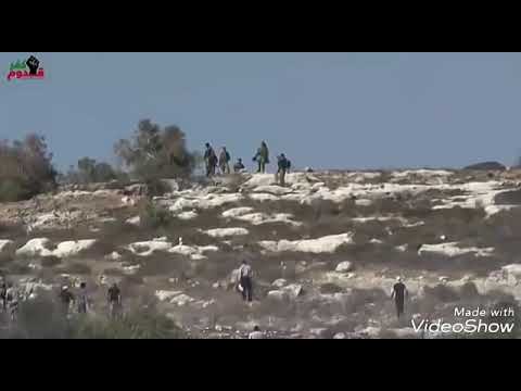 Palestina Vs Israel (Palestina Tercinta Shoutul Harokah)