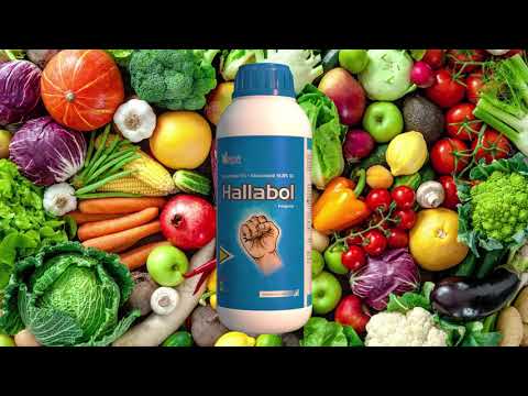 250ml Safex Hallabol Azoxystrobin  Tebuconazole  Fungicide