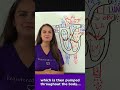 Heart Blood Flow Explained In 45 SECONDS Shorts