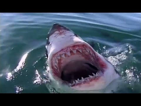 Storm Surfers - Chasing Big Waves and Upside-Down Wipeout