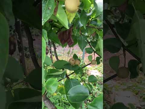 これが、すぐに果樹にホイルを被せるべき理由です。  庭園