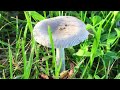 White Dapperling mushrooms 🍄 #mushroom