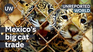 Unreported World — Mexico's Exotic Pet Trade