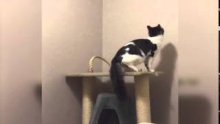 animale pisica se urca in tavan