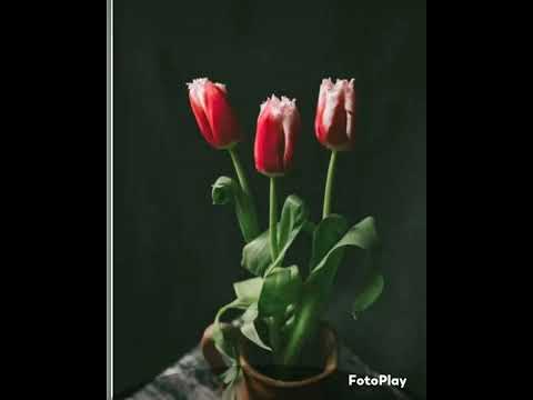 Flowers 💐 #shortsvideo #nature #subscribemychannel