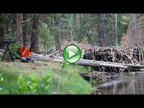 Beavers that rest on Saturday