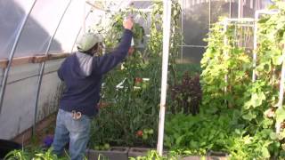 How to Keep the Aphids Away from the Tomatoes in the Fall