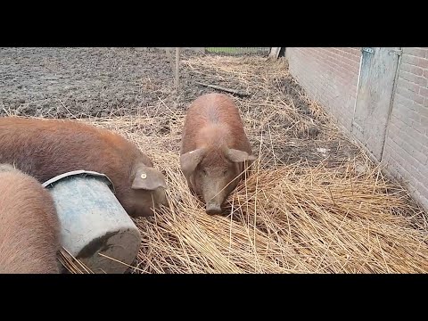 , title : 'Mijn scharrelvarkens #52, Meer informatie over wel of niet drachtig zijn van mijn varkens'