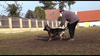 Video preview image #2 German Shepherd Dog Puppy For Sale in INMAN, SC, USA
