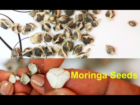 Moringa Seeds Health Benefits | How to Eat Moringa Oleifera Seeds