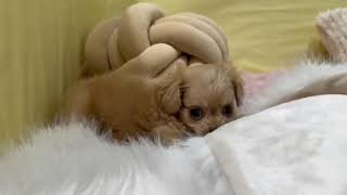 ハーフ犬の動画01