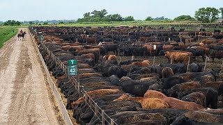 Mercosur: EU-Parlament und Mitgliedsstaaten streiten über Schutzklauseln
