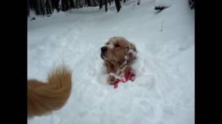 Pop goes the Retriever