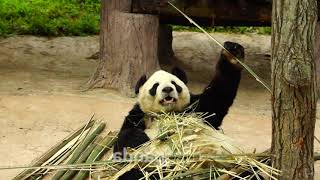 Pandatherapy HD 013 #panda #babypanda #pandalover #china #sichuan