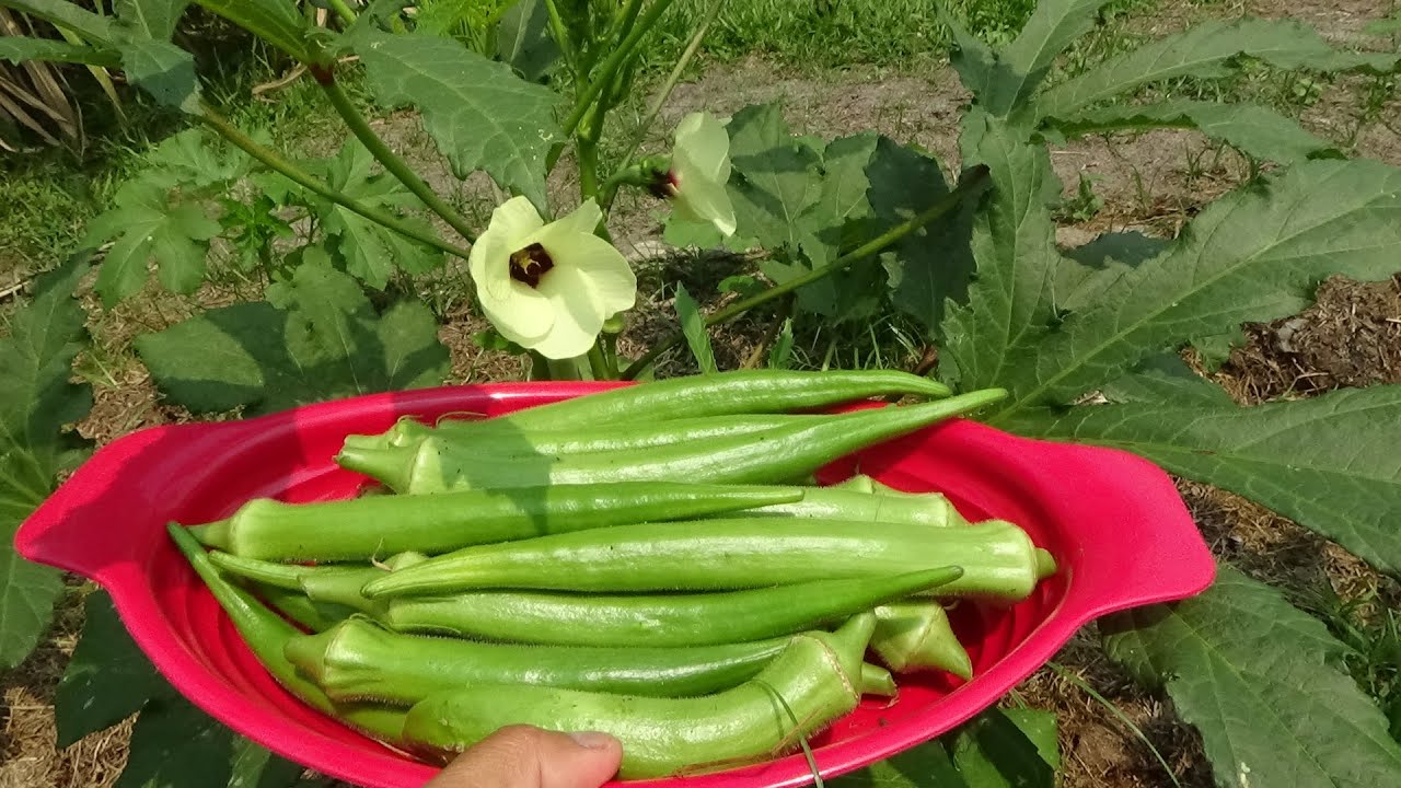 QUIABO FRESQUINHO I COM FRANGO
