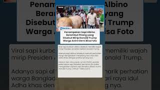 Viral Sapi Albino Berambut Pirang Mirip Donald Trump Jadi Rebutan Foto Warga Bangladesh