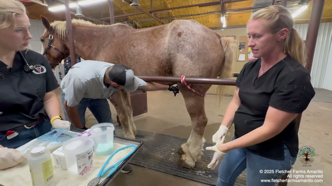 Part 3 - Update on the Belgian Draft horses saved from slaughter at the beginning of September 2024