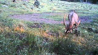 preview picture of video '2 Bulls at Loco Mountain Ranch, www.locomountainoutfitters.com'