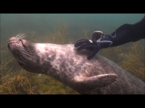 Dogs of the Sea | Funny Seal Video Compilation 2017