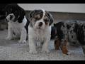Beabull dogs for sale: Ember - Video 1