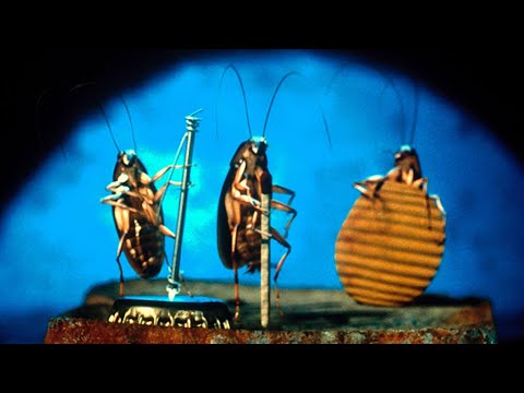 Joe's Apartment (1996)