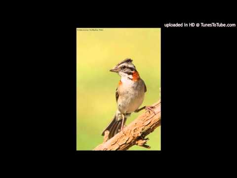 Today's Tango Is... Ya No Cantas Chingolo - Ángel Vargas 13-10-1953