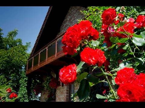 Wichrowe Wzgórze. Spot reklamowy.