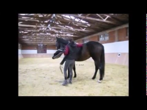 Pferdeausbildung-Egly