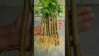 Best method and unique ideas for propagating lemon trees from cuttings🍋#gardening