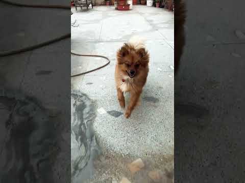 My Alex ❤️🌈🫰🏻 #trending #trendingshorts #dog #youtubeshorts #youtube #hashtag #video #like #fyp