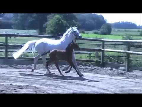 Fohlen v. Catch it Ask m. Stute v. Coradus