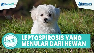 Apa itu Leptospirosis? Penyakit yang Ditularkan dari Hewan ke Manusia, Akibatkan Ruam Merah di Tubuh