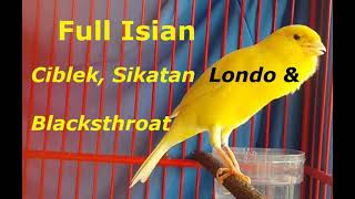 Download lagu Kenari Isian Full Mewah Ciblek, Blackthroat, & Sikatan Londo mp3