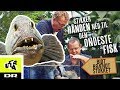 Stikker Hånden Ned Til Den Ondeste Fisk Havkat Bidt Brændt Og Stukket