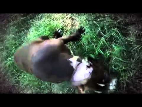 troy y blanca pitbull de 4 meses  (Created with @M