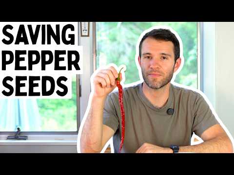 Save Your Own Pepper Seeds (The Easy Way) 🌶️