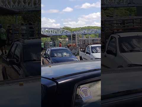 a feira de gado em taperoá pb #donadecasa #registrodevida #vidareal