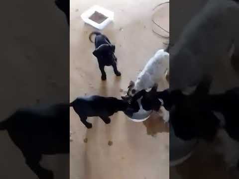 Vídeo de não tem nome 
