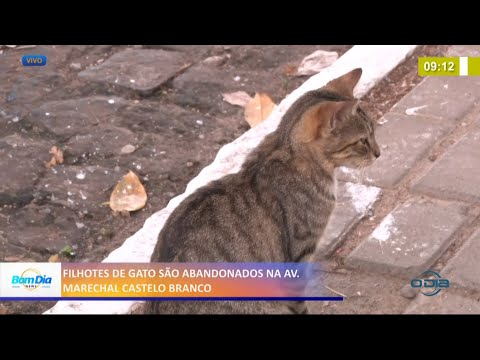 Filhotes de gato são abandonados na Av. Marechal Castelo Branco 09 04 2021