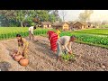 Healing Through Nature A Relaxing Day In The Quiet Countryside Of India Indian Real Village