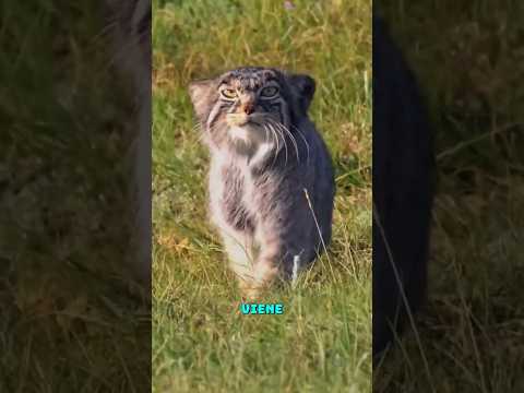 Este gato fue rechazado por ser demasiado agresivo